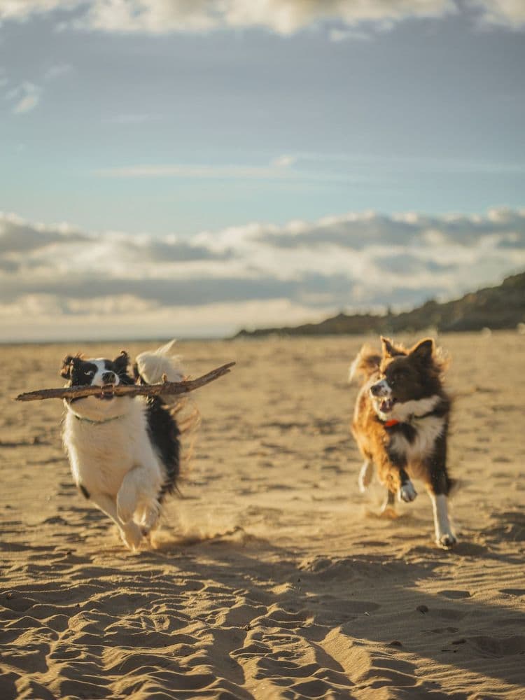 Tanos Motorsport Van in the desert